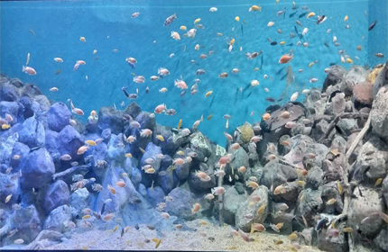 اردوی بازدید از آکواریوم