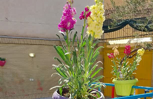 برگزاری روزدرختکاری